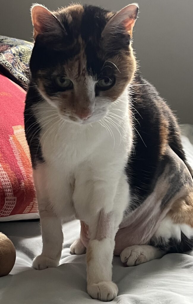 An image of Micki, a calico cat, sitting and looking at the camera. Micki has just had surgery and a patch on her left leg and side are shaved.