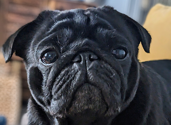 Our expert team have been thanked for performing ‘life-changing’ surgery on a pug who was left in intensive care due to a serious lung condition.