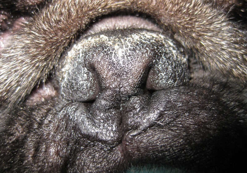 Brachycephalic-Obstructive-Airway-Syndrome-pug-nose