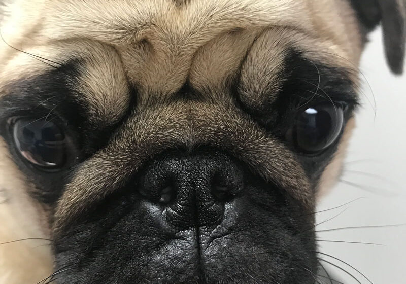 Brachycephalic-Obstructive-Airway-Syndrome-pug