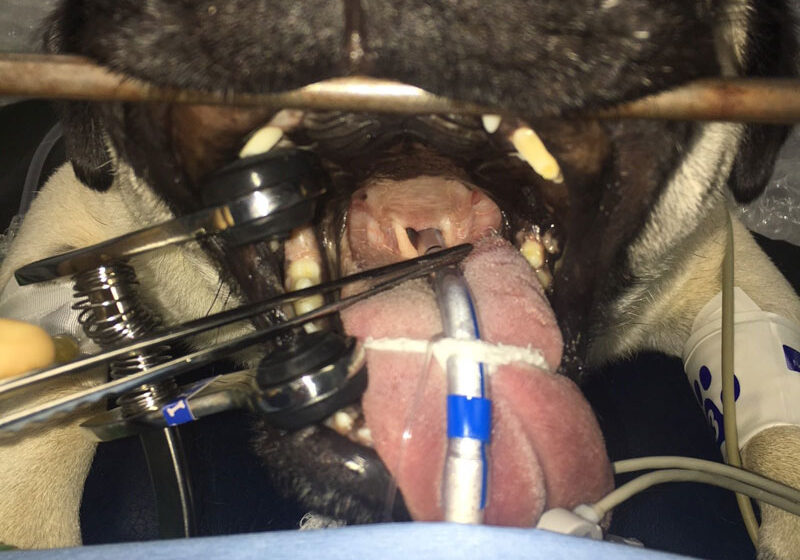 Brachycephalic-Obstructive-Airway-Syndrome-pug