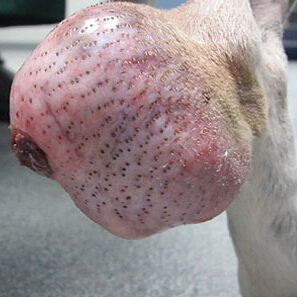 soft tissue sarcoma dog