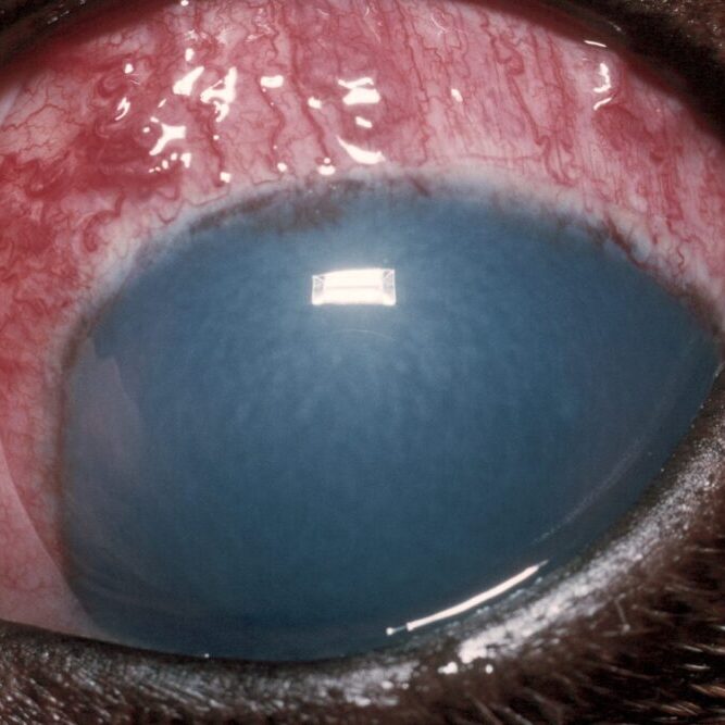 glaucoma-close-up-dog-eyes