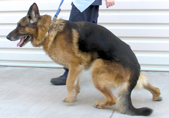 Degenerative myelopathy german shepherd 2024 test