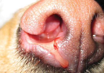 aspergillosis-dog-nose