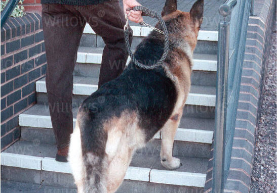 lumbosacral-disease-german-shepard