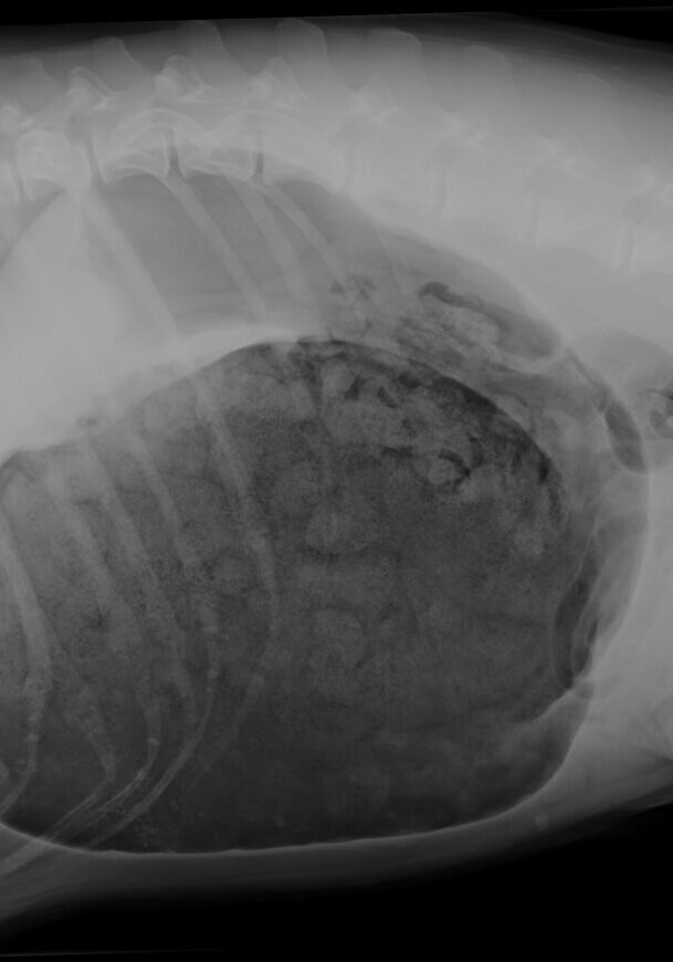 twisted-stomachs-in-dogs-scan