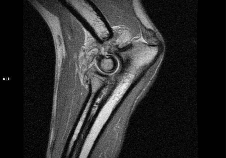 Fig 2.2 Picture of a dog in the MRI