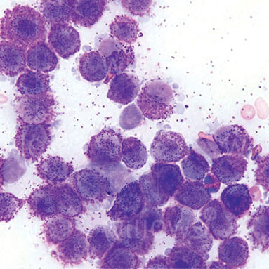 canine-mast-cell-tumours-close-up