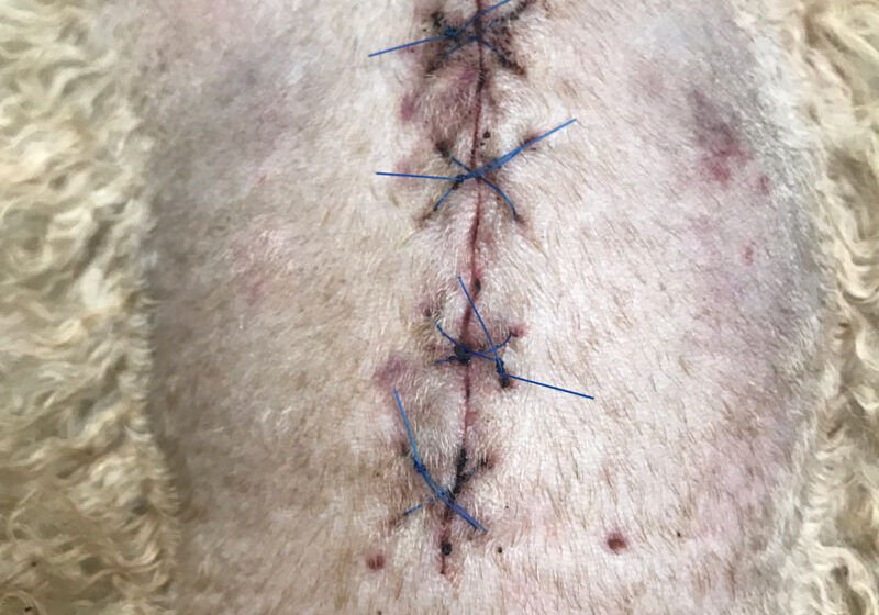 general-post-operative-care-stitching