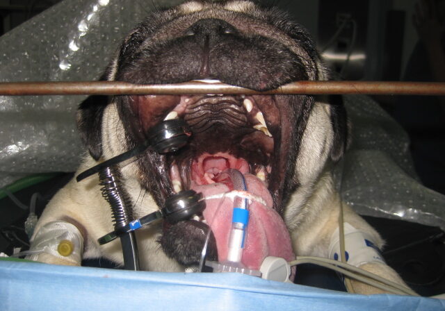 Brachycephalic-Obstructive-Airway-Syndrome-pug