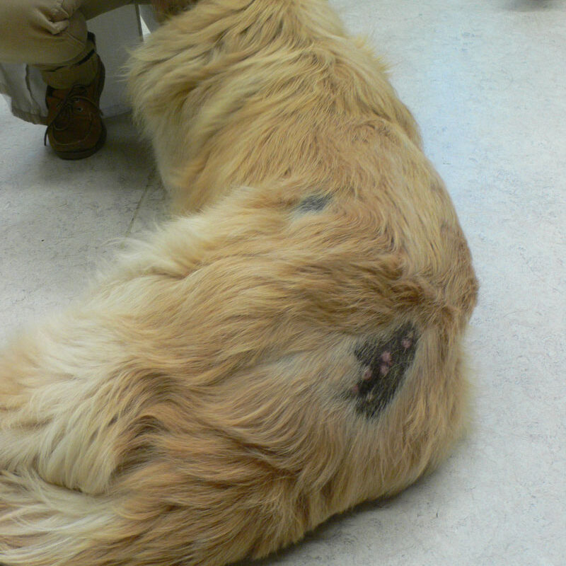 canine-flank-alopecia-dog-inspection