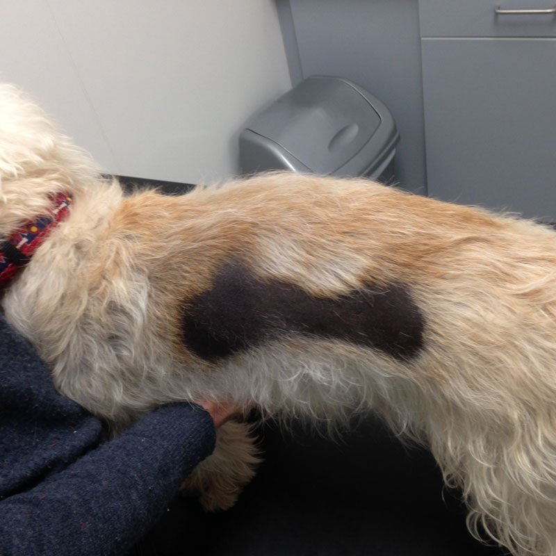 canine-flank-alopecia-dog-inspection