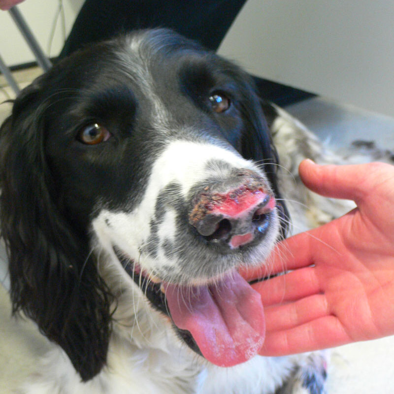 cutaneous-vasculitis-dog-inspection