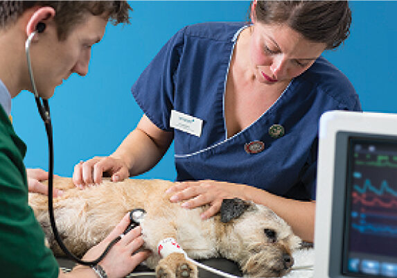 willows-vets-inspecting-a-dog-after-surgery