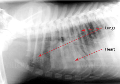 lungworm-in-dogs-xray-1