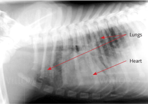 Medication for store lungworm in dogs