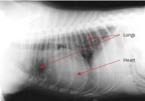 Canine shop lungworm treatment