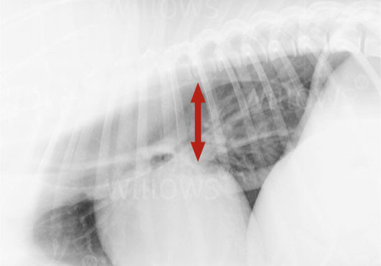 megaoesophagus-scan-diagram