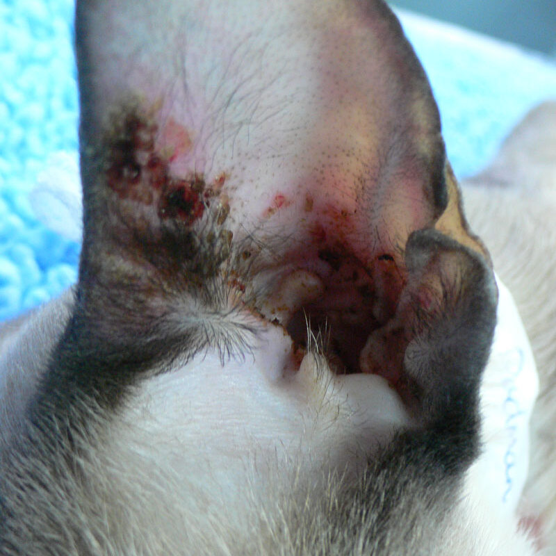 pemphigus-foliaceus-dog-ear