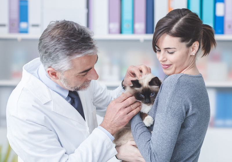 vet-and-owner-inspecting-cat