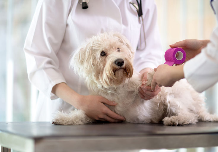 dog-getting-ready-for-surgery-by-vets