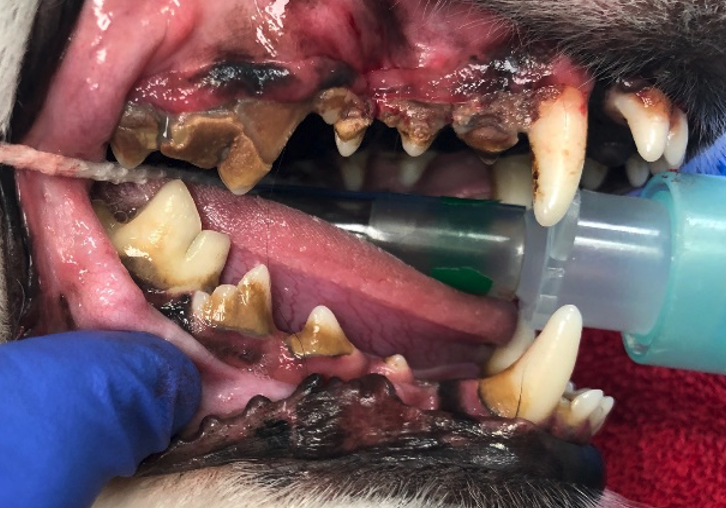 willows-teeth-image-1